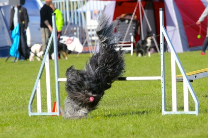 monarki mikroskop gidsel Agility